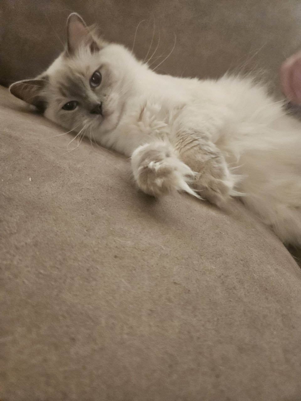 Lieve 100% ragdoll zoekt nieuw huisje