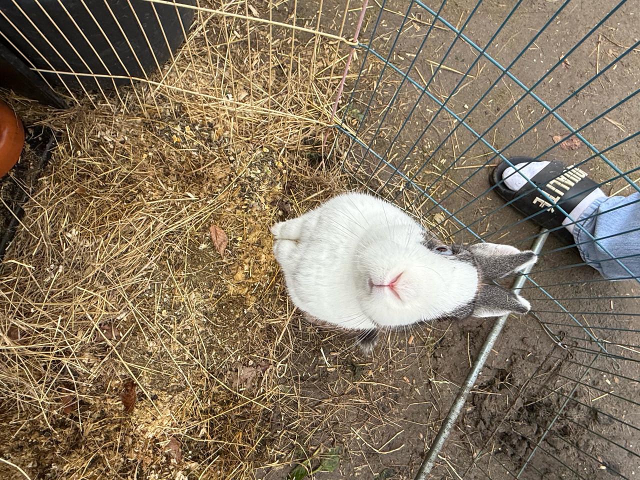 Vrouwtjeskonijn bijzonder