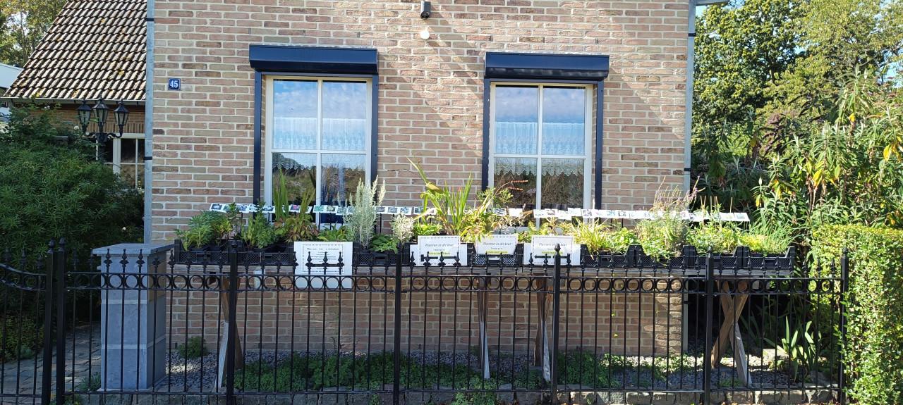 Leuke, gezonde en betaalbare vaste planten bij ons in het plantenkraampje !