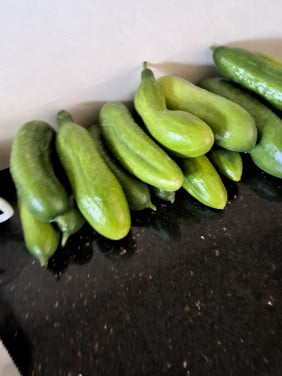Snack komkommer