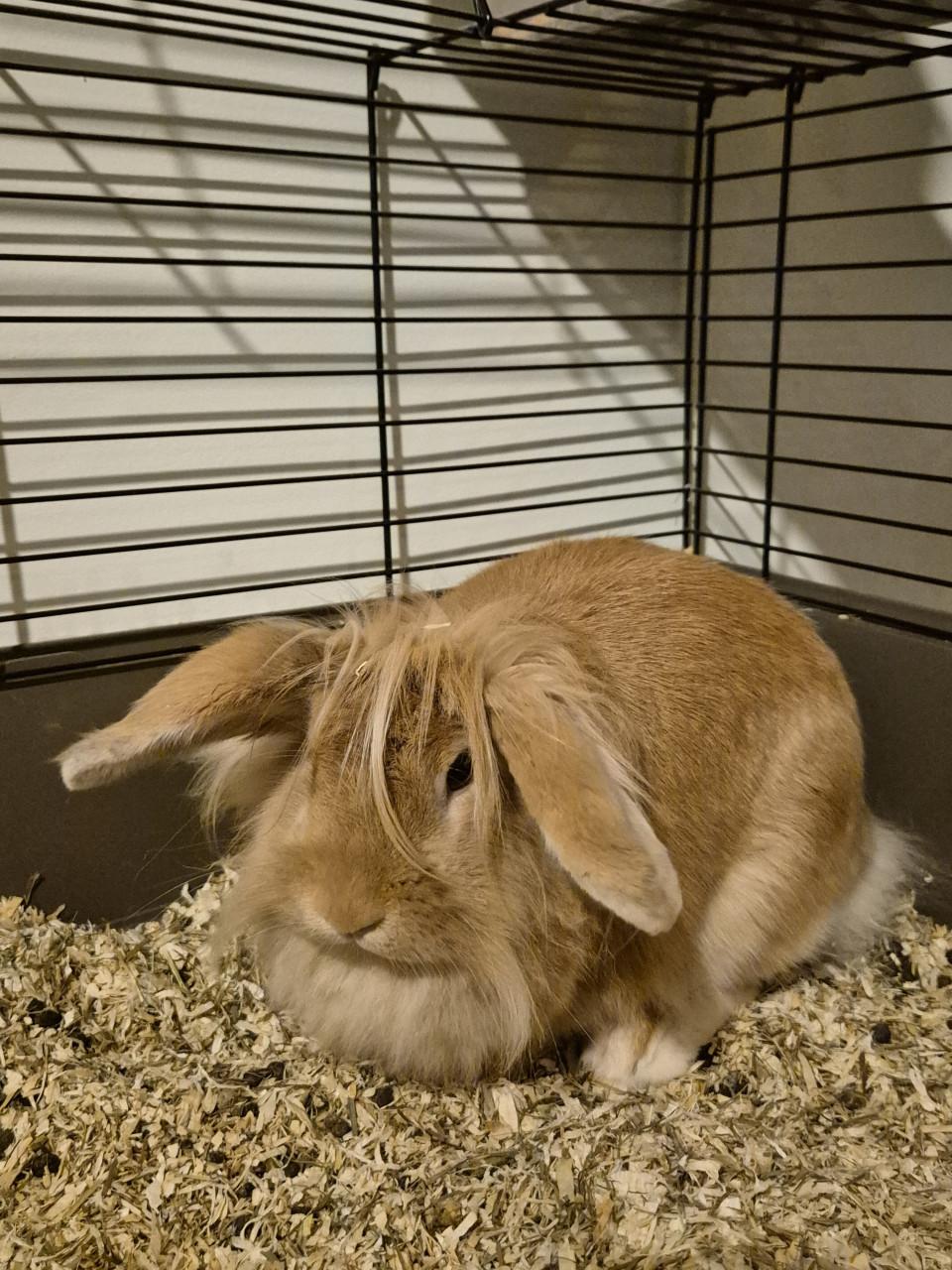 Leeuwenkopkonijn vrouwtje inclusief kooi en andere spullen