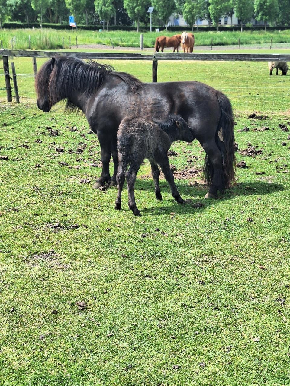 Te koop merrie met merrie veulen