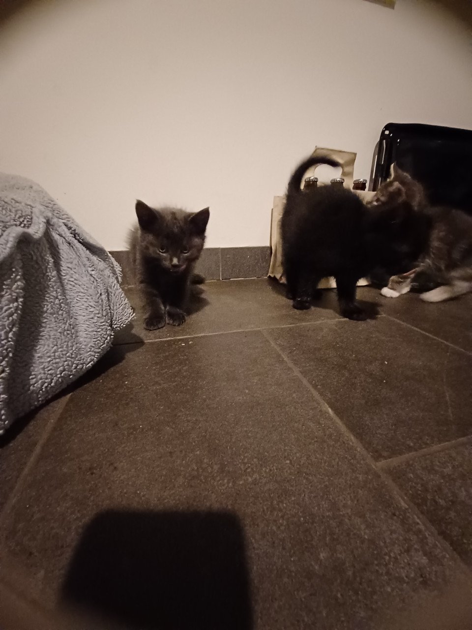 Kittens