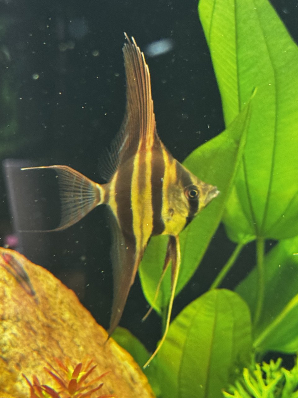 Altum Vichada wildvang
