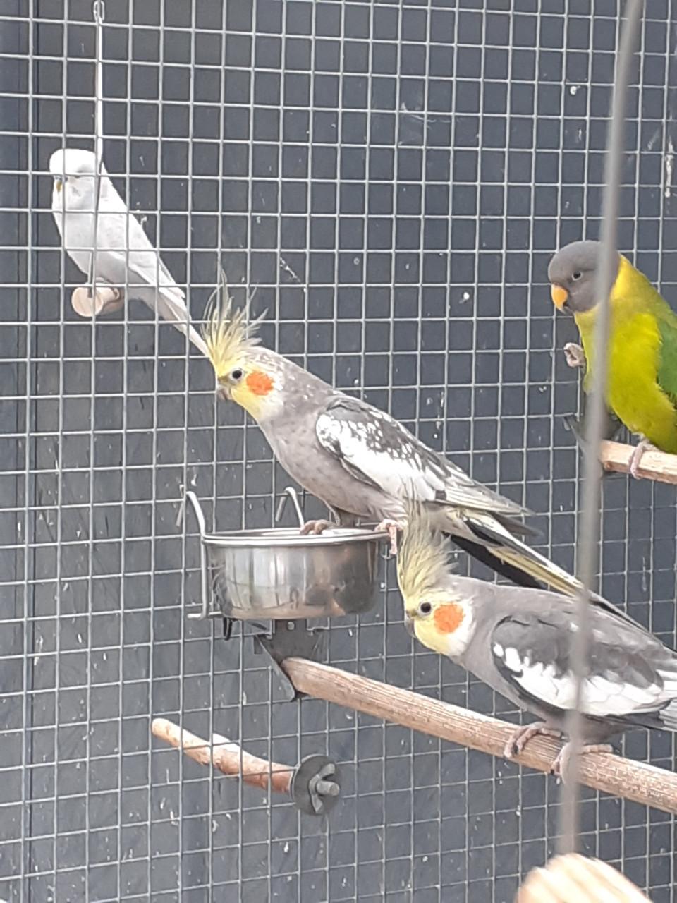 Geparelde valkparkietmannen van 2025