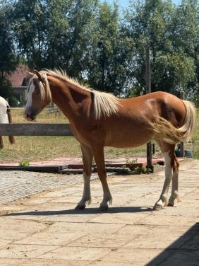 Welsh pony