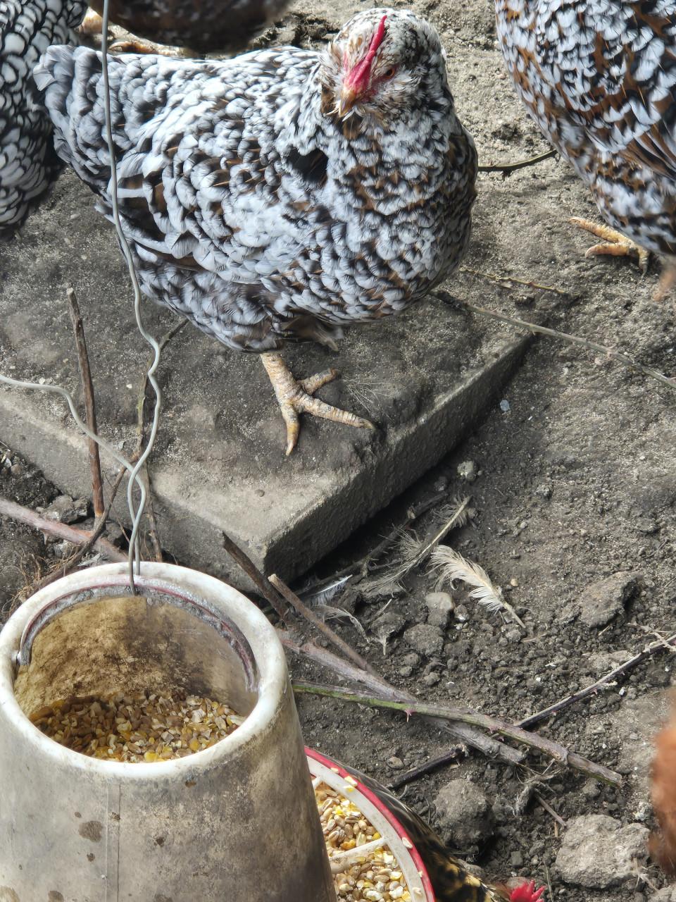 3 krielkippen porselein