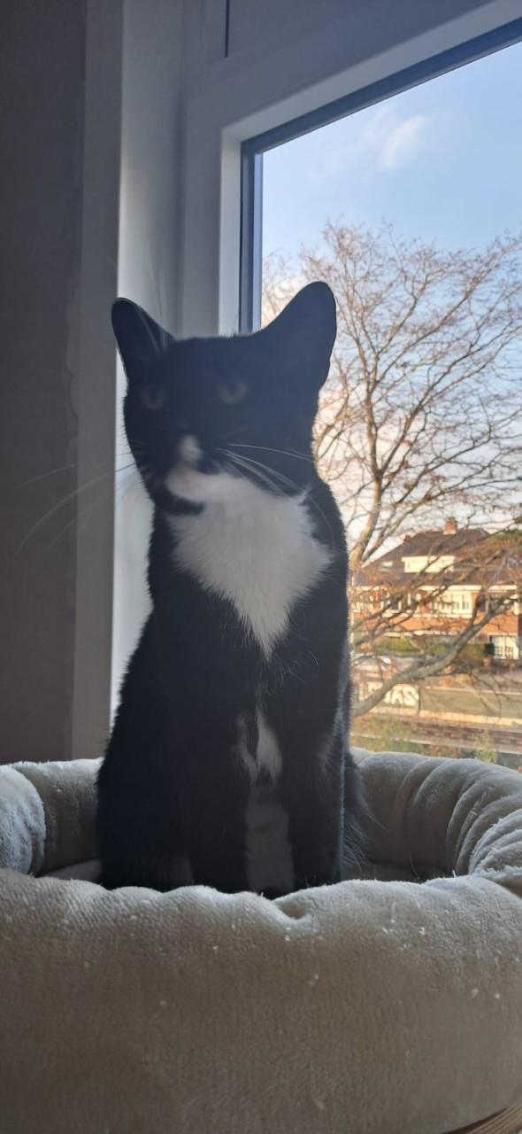 Otis zoekt fijn thuis