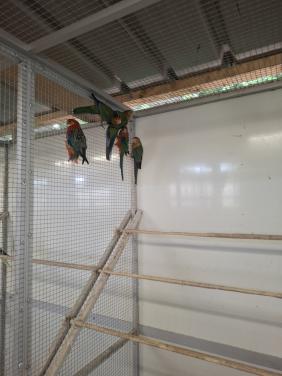 Stanley rosella's