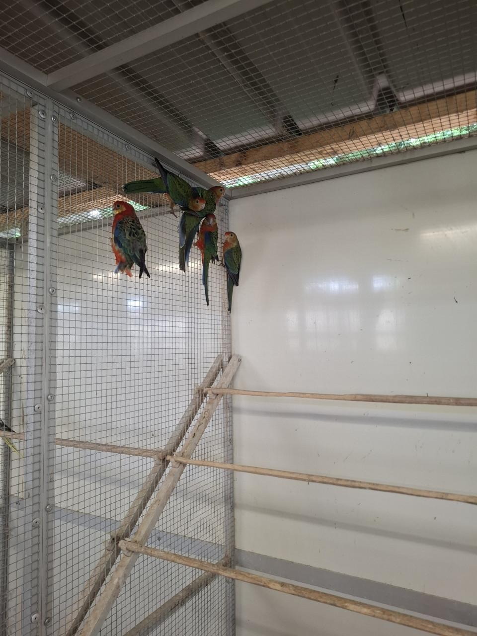 Stanley rosella's