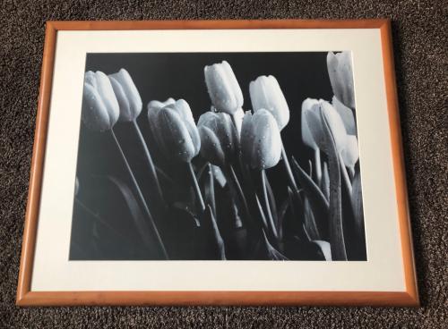 Tulpen in prachtig massief kersenhouten frame
