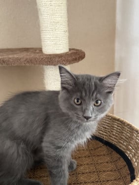 Ragdoll kitten