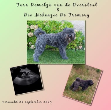 Bouvier pups inschrijven mogelijk