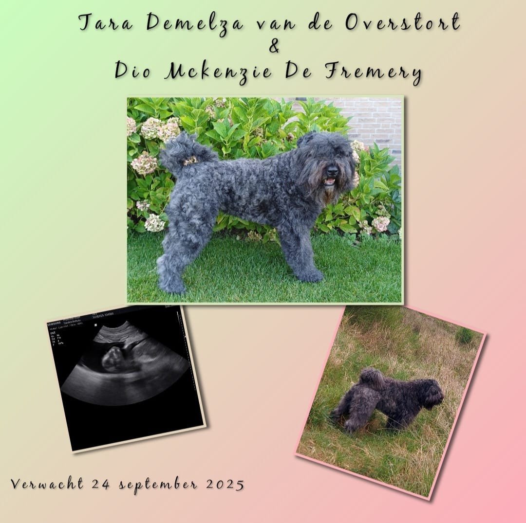 Bouvier pups inschrijven mogelijk
