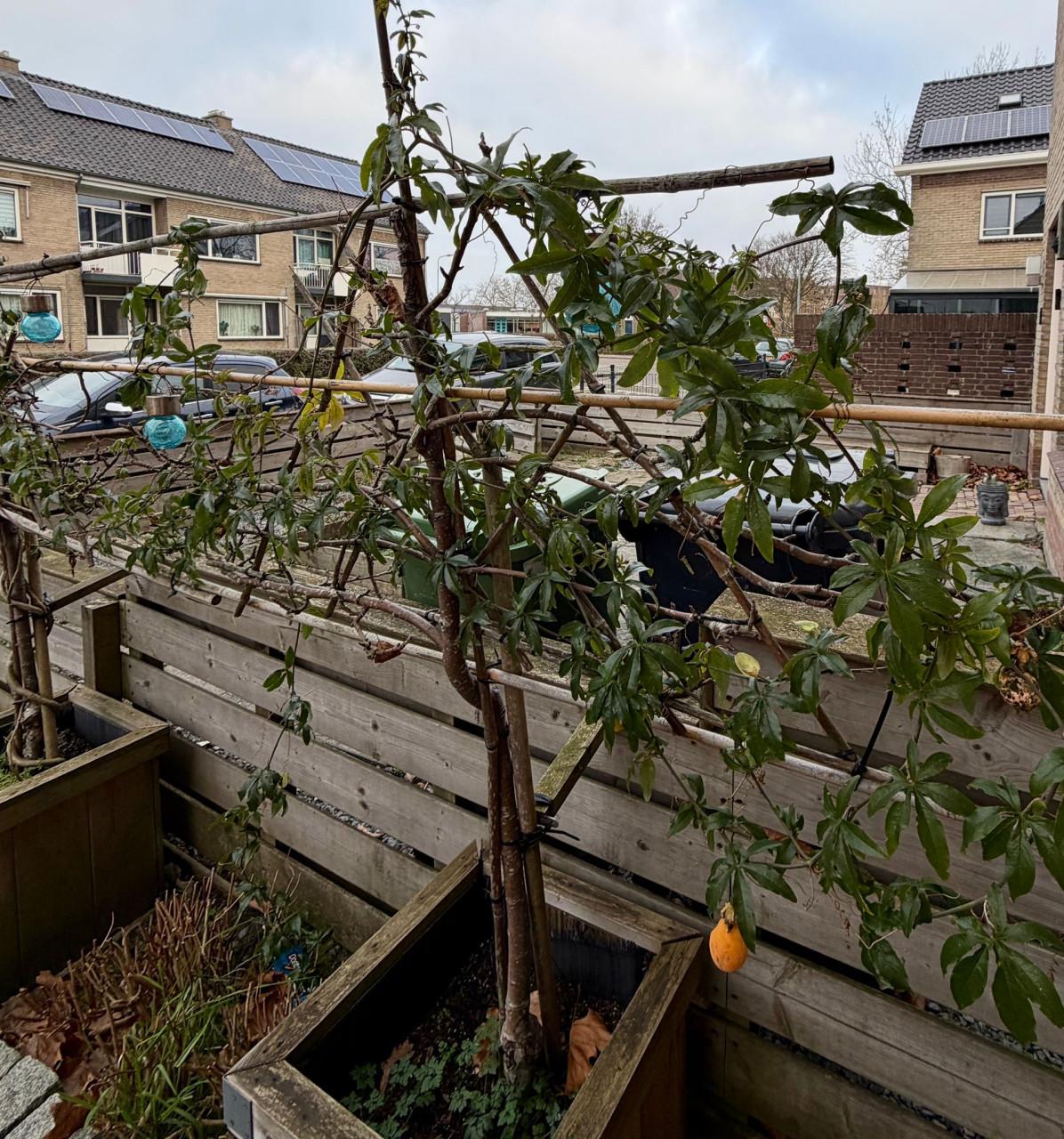 3x patio leilinde appelbomen
