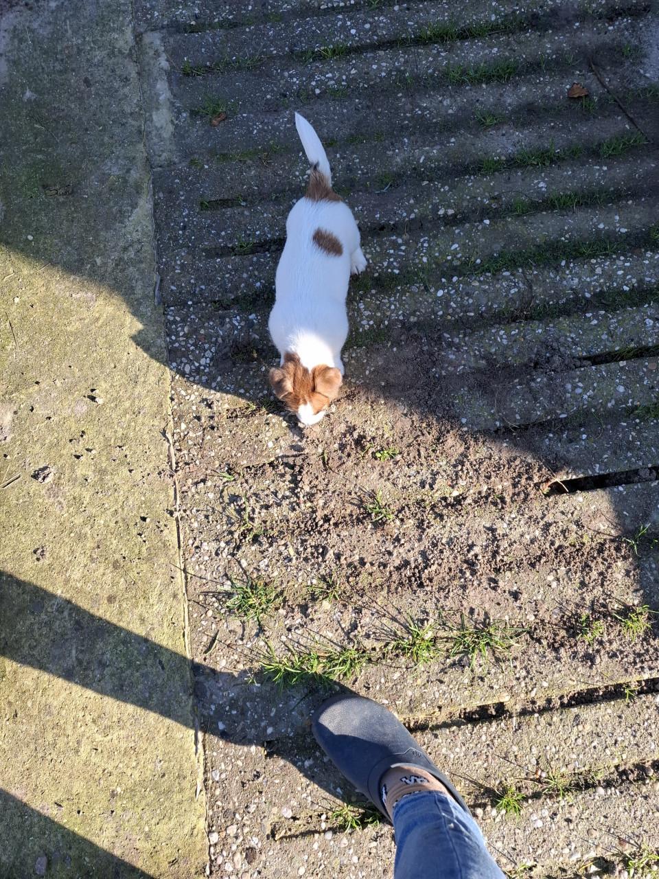 Jack russell Teefje