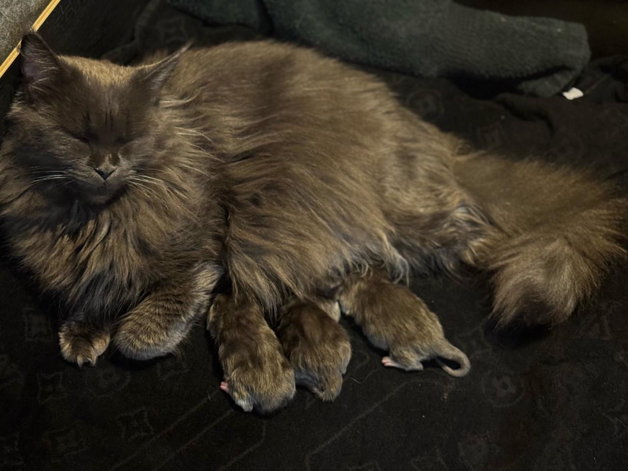 Maine coon kittens blue