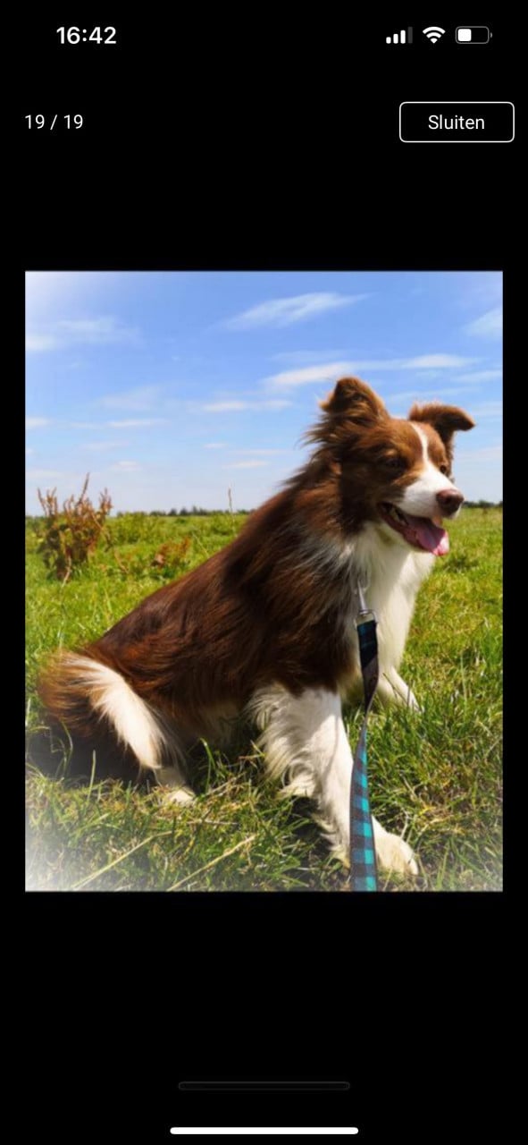 Border collie puppy’s
