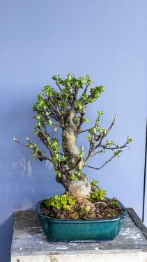Bonsai Malus sierappel