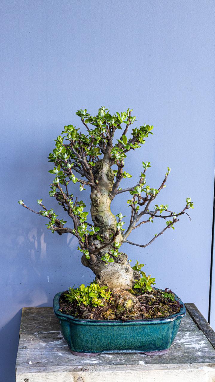 Bonsai Malus sierappel