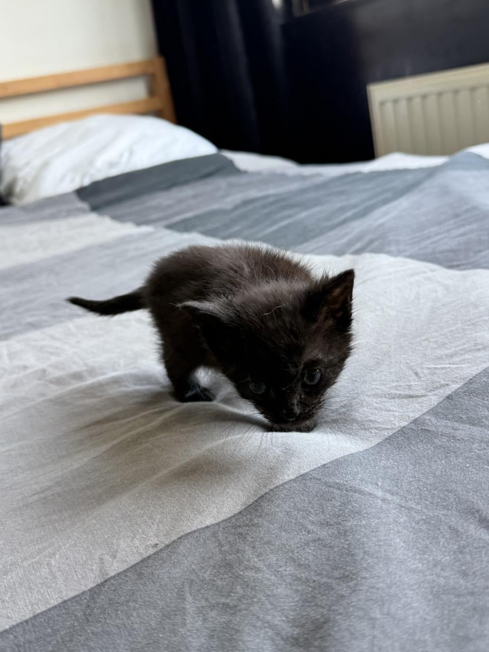 2 kittens