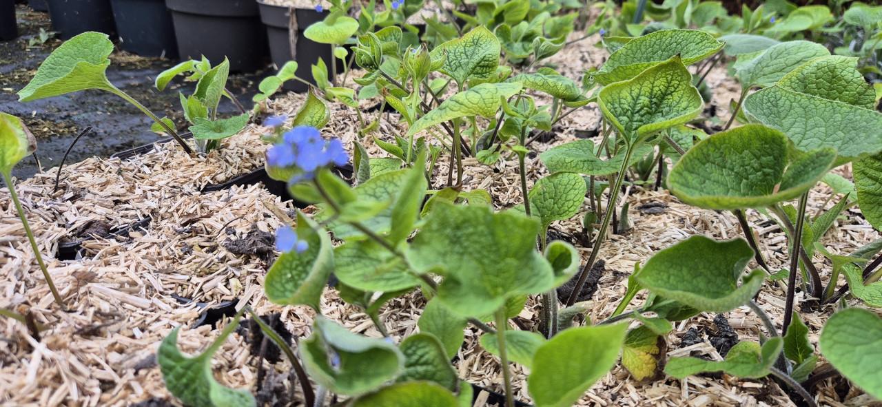 Vaste planten, verantwoord gekweekt