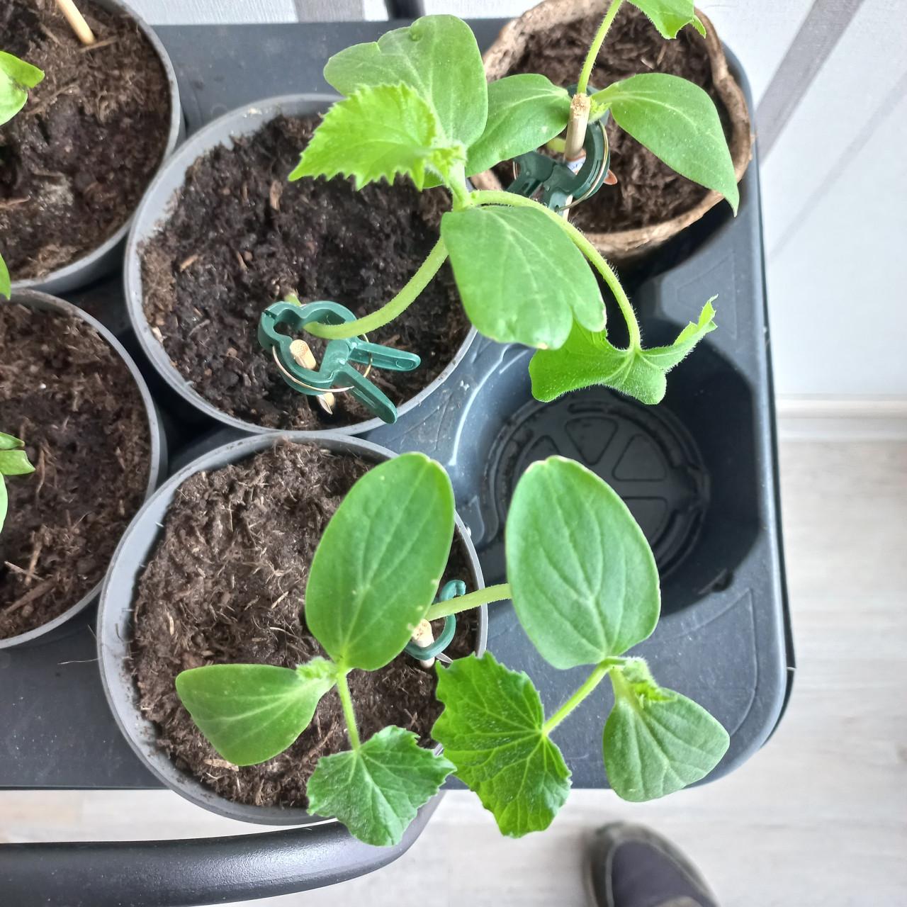 Paprika, courgette, flespompoen, komkommer plantjes