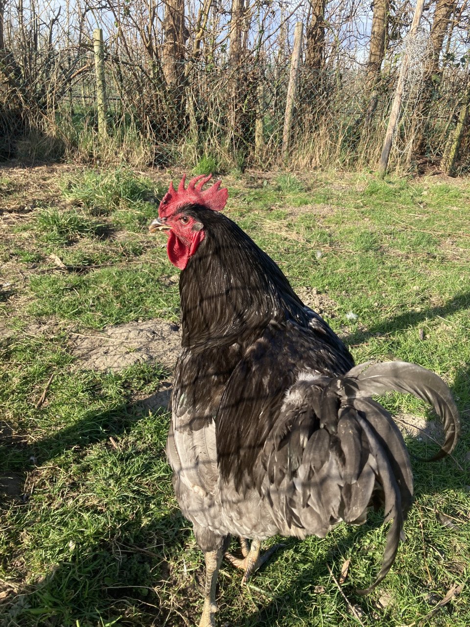 Broedeieren Jersey Giant, Brahma, zijdehoen en groenlegger