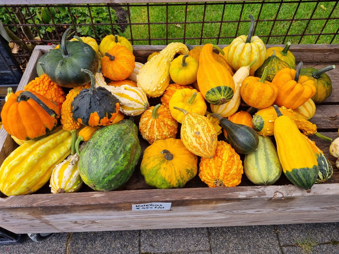 Kalebassen