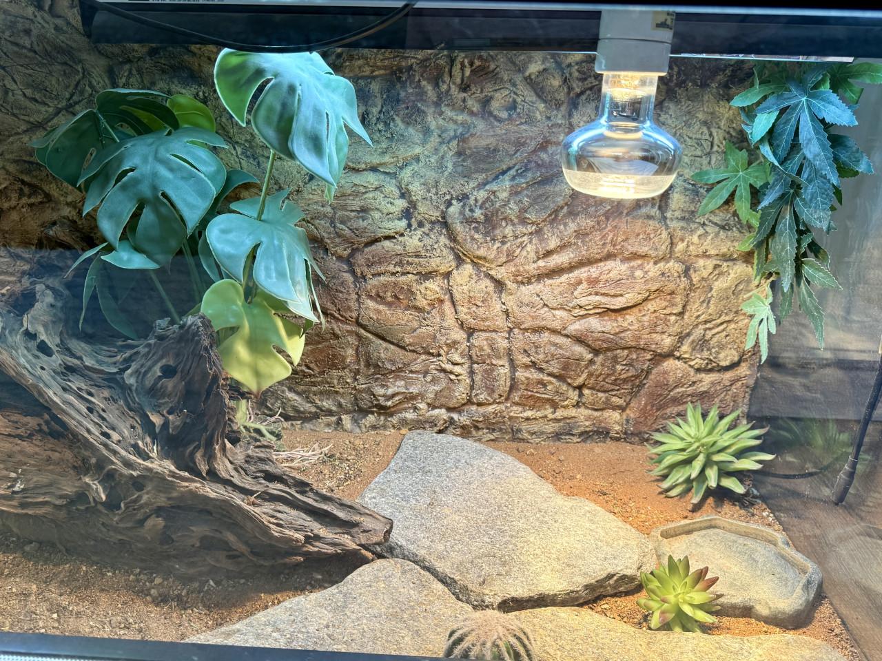 Terrarium inclusief alles en baardagaam