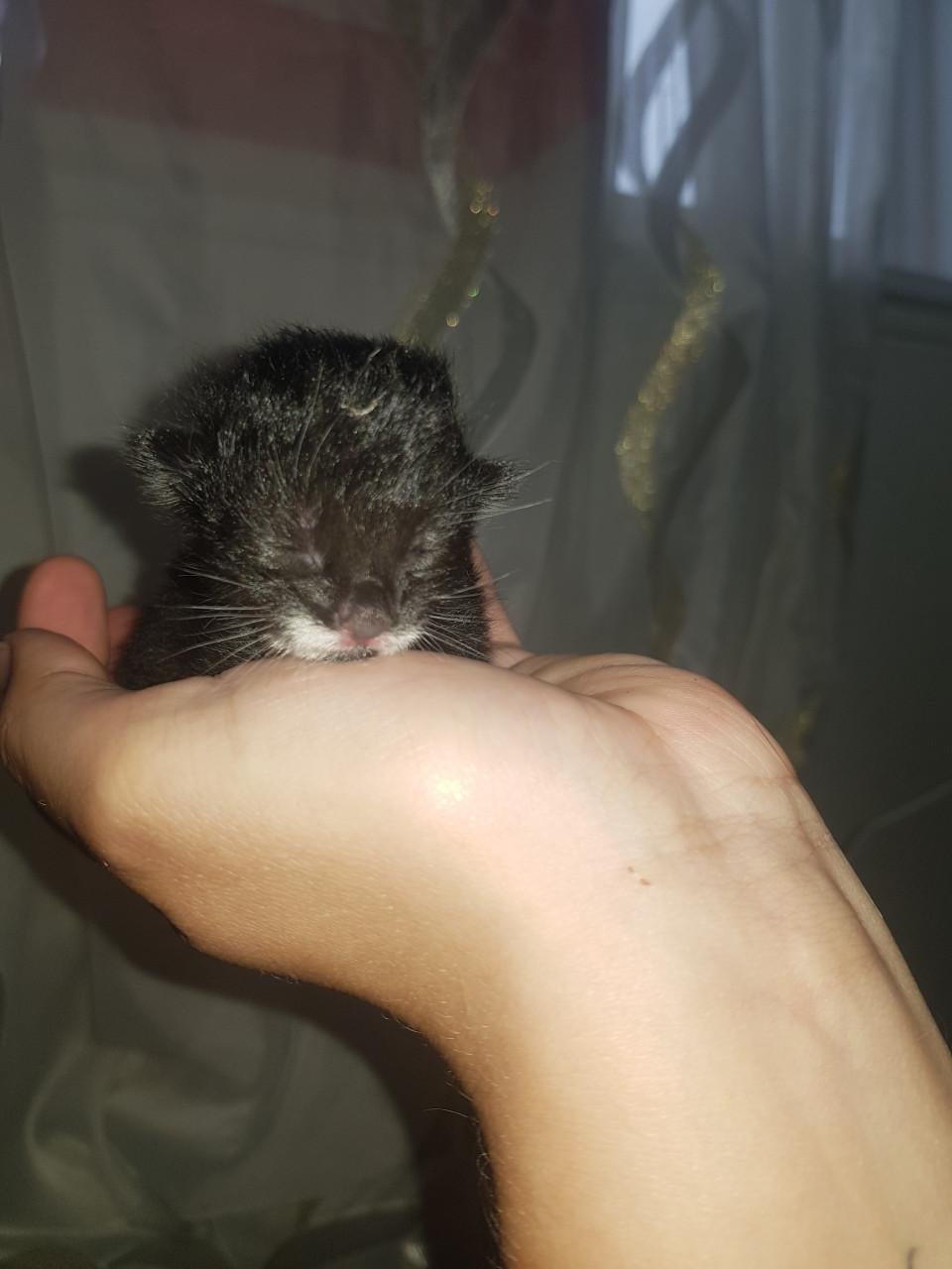 Lieve aanhankelijke poes zoekt 5☆ huisje