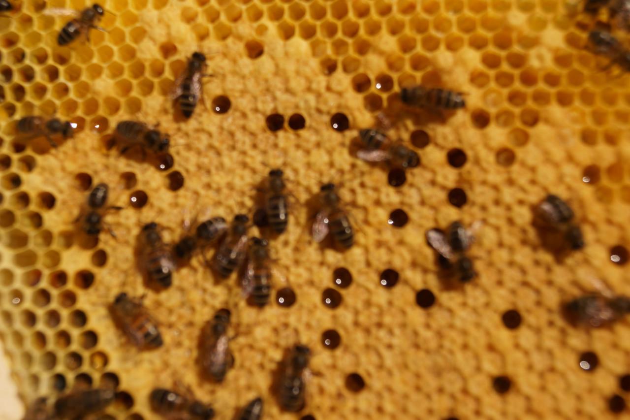 Basiscursus bijenhouden