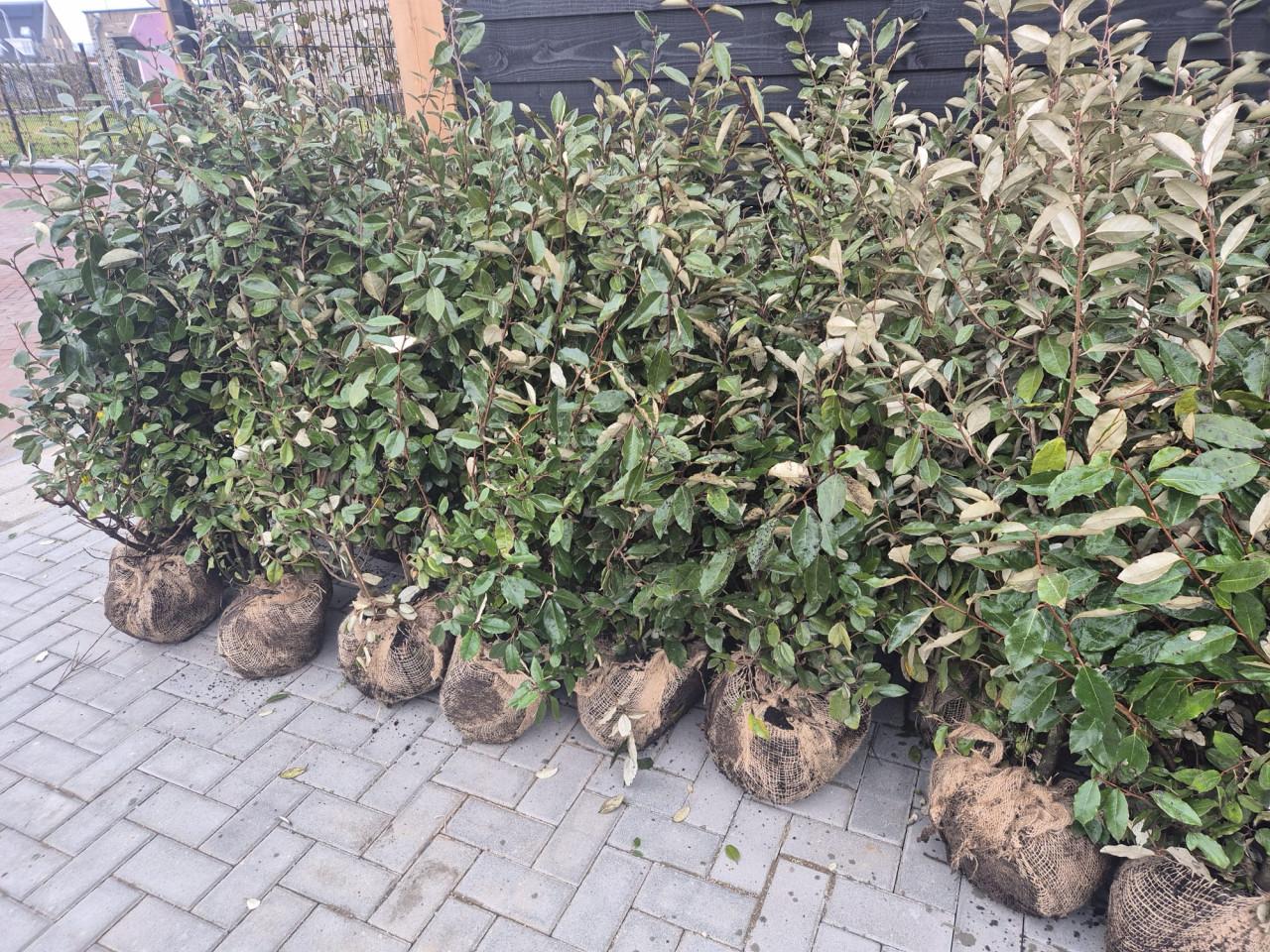 Olijfwilg haagplanten uit de volle grond