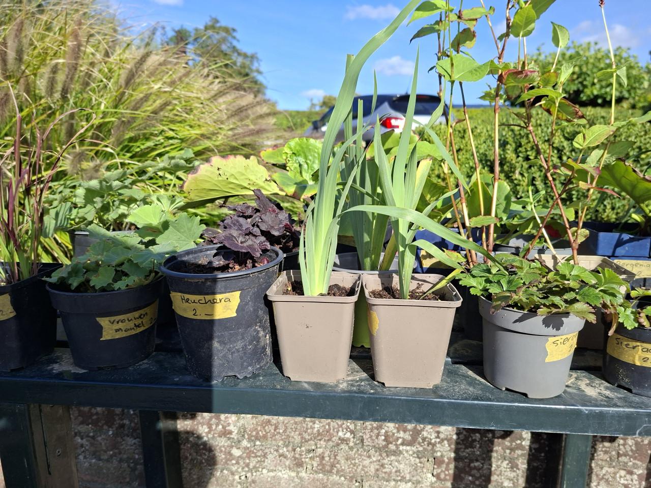 Tuinplanten uitverkoop