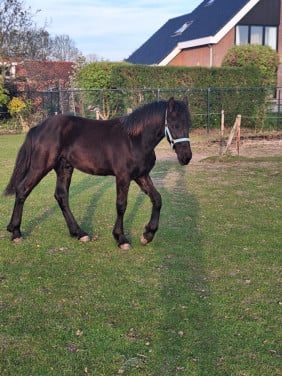Te koop fries jaarling