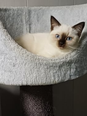 Super mooi Brits Korthaar x Ragdoll kitten