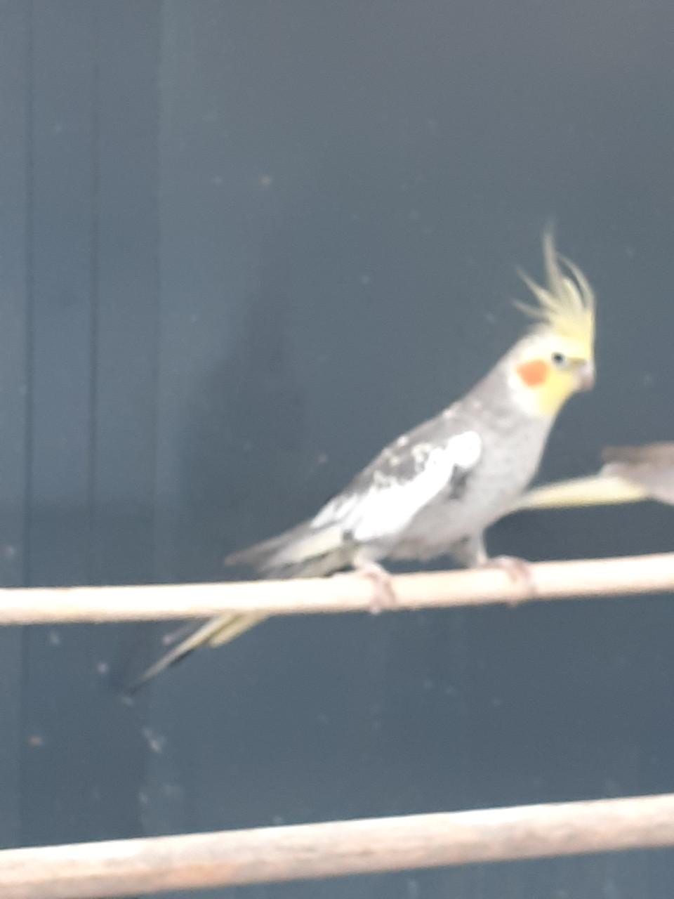 Valkparkieten van  2025