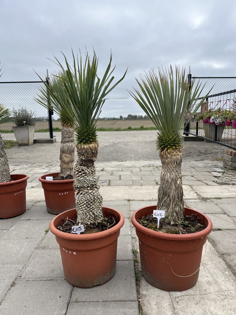 Yucca rostrata’s - lange stammen