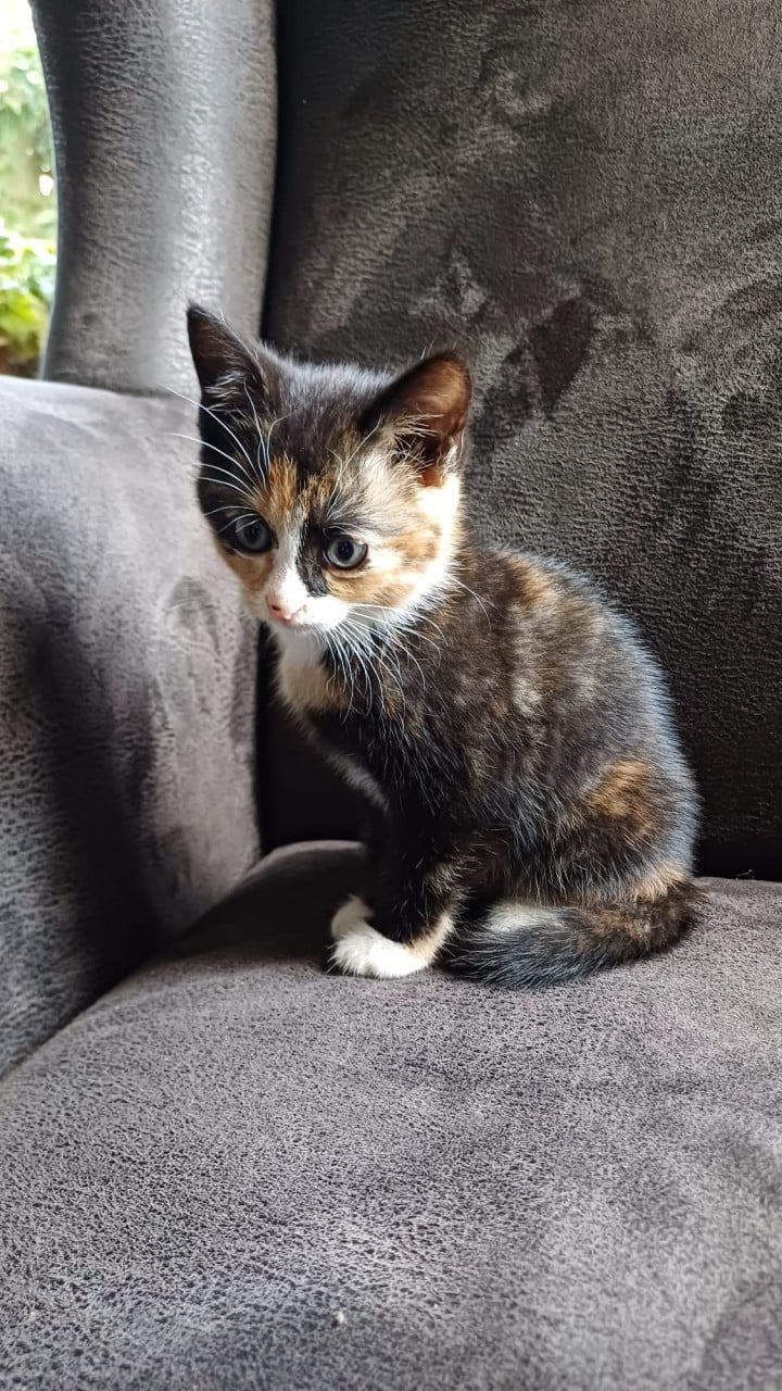 Lieve aanhankelijke kittens