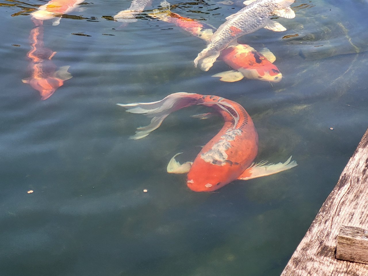 Koi's verkoop