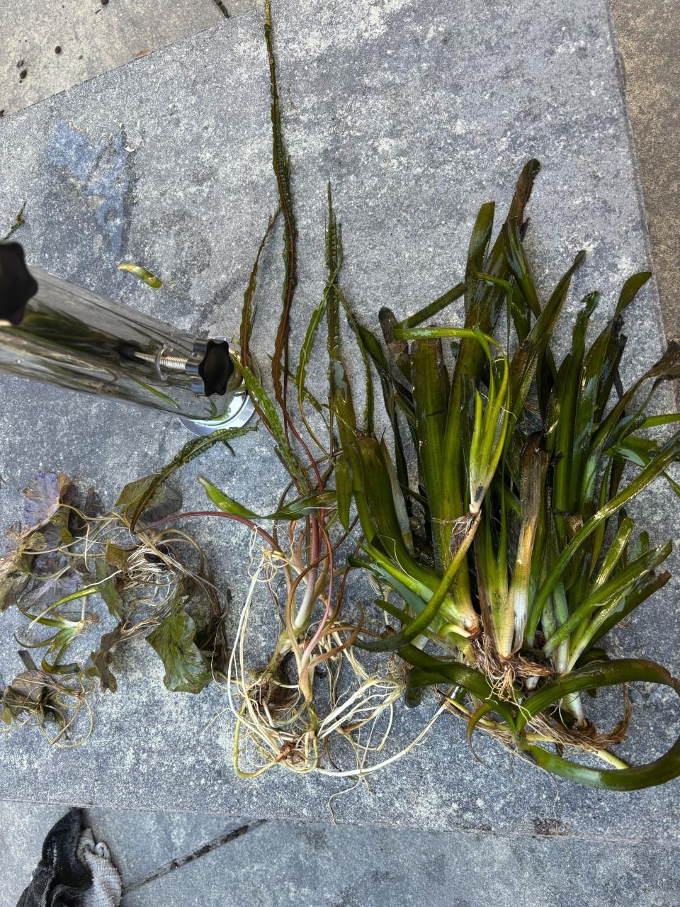 Aquariumplanten