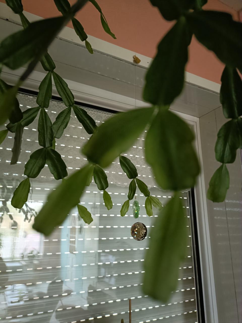 Grote lidcactus kerst bloeit rose