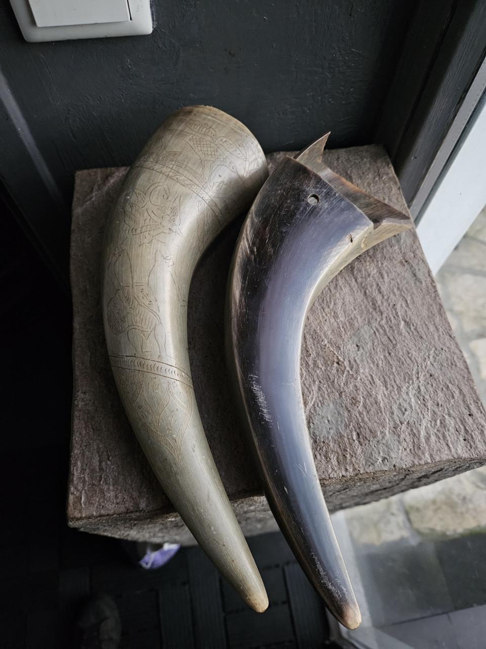 2 prachtige grote waterbuffel hoorns voor decoratief gebruik