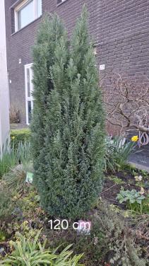Te koop 4 coniferen