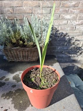 Brahea armata palmpje