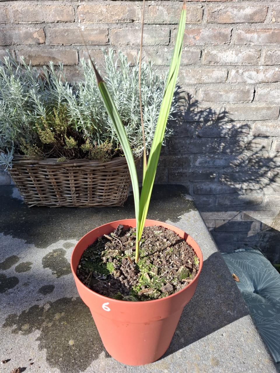 Brahea armata palmpje