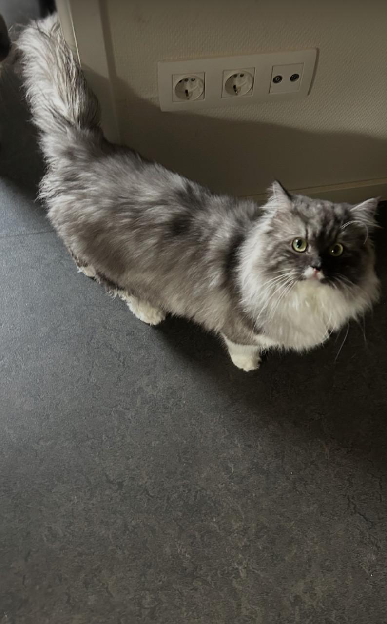 Prachtige Ragdoll kater met lief karakter net 1 jaar
