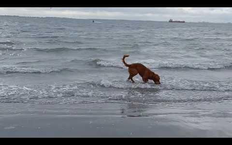 Golden retriever 14mnd reu