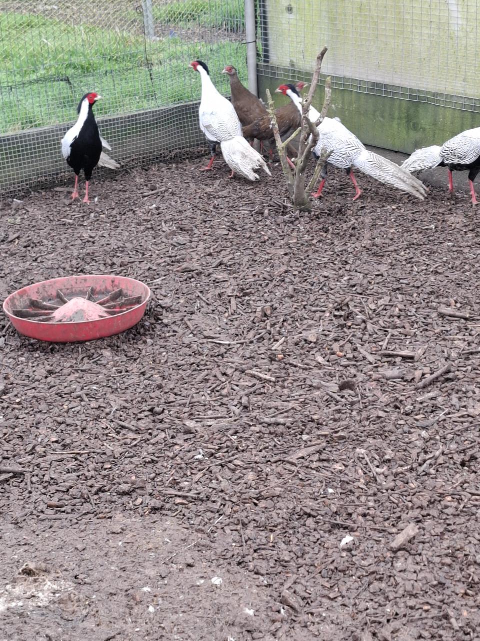 Diverse soorten fazanten