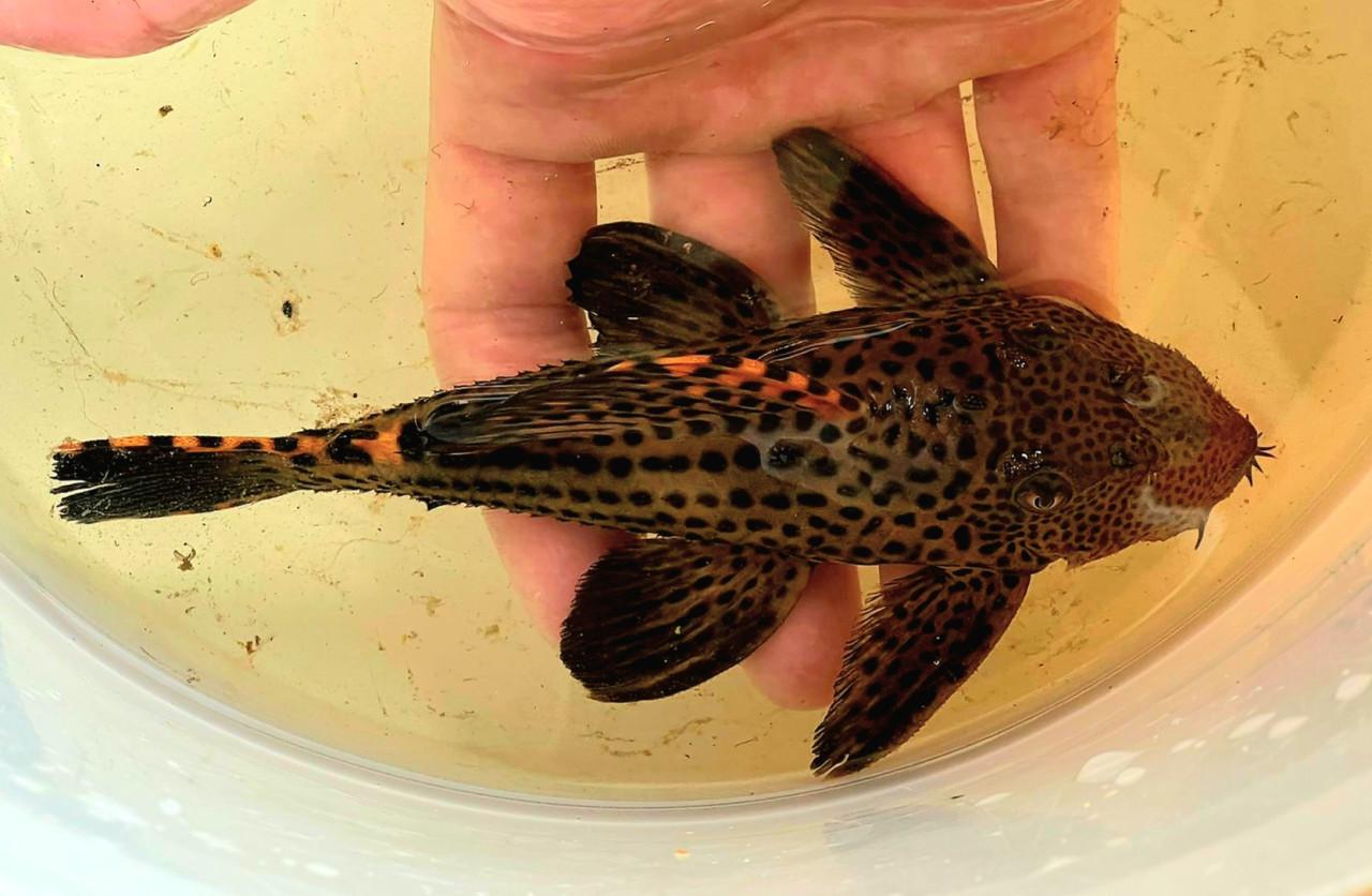 Schitterende L91 pleco